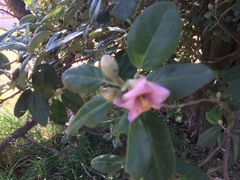 Lagunaria patersonia