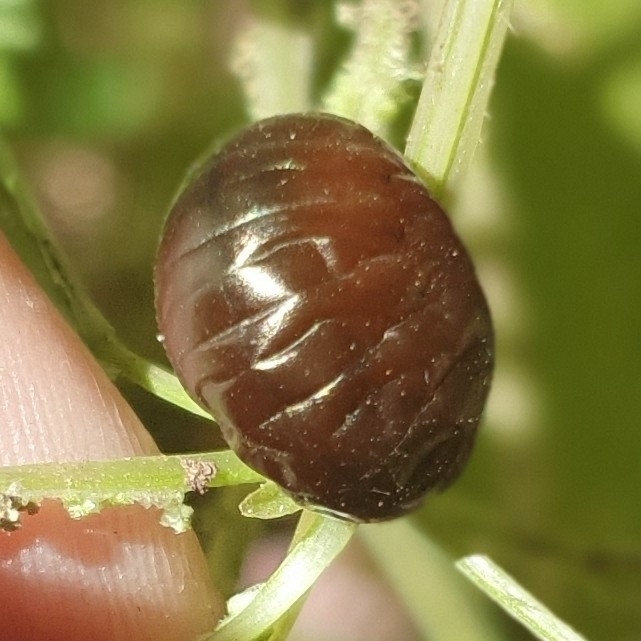 Timarcha nicaeensis