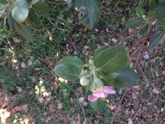 Lagunaria patersonia