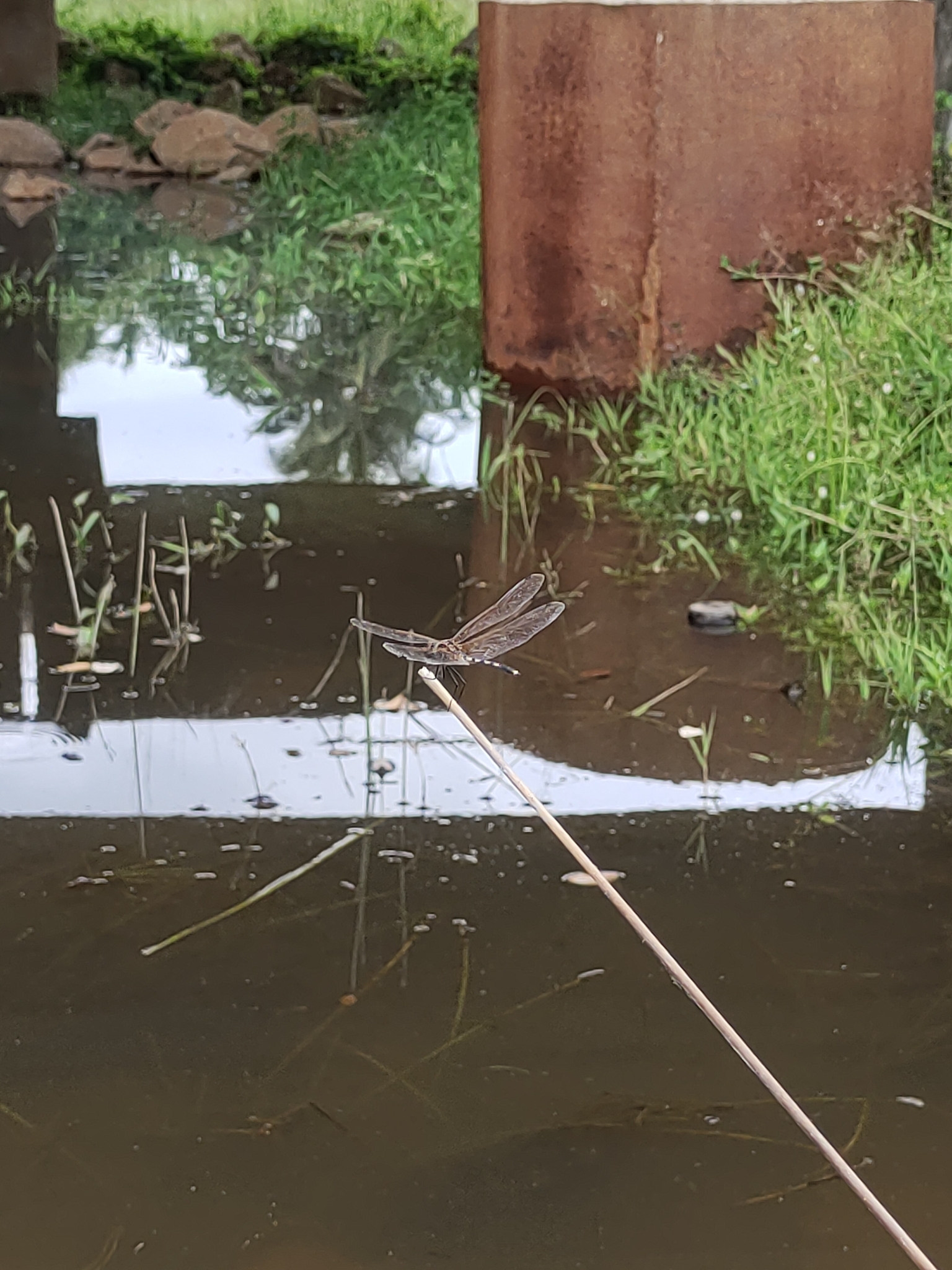Long-Legged Marsh Glider