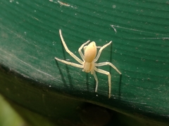 Philodromus rufus