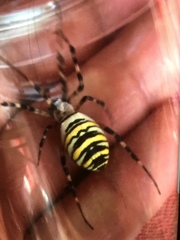 Argiope bruennichi