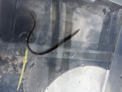 Nerophis lumbriciformis