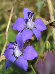 Delphinium ajacis