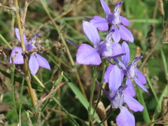 Delphinium ajacis