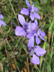 Delphinium ajacis