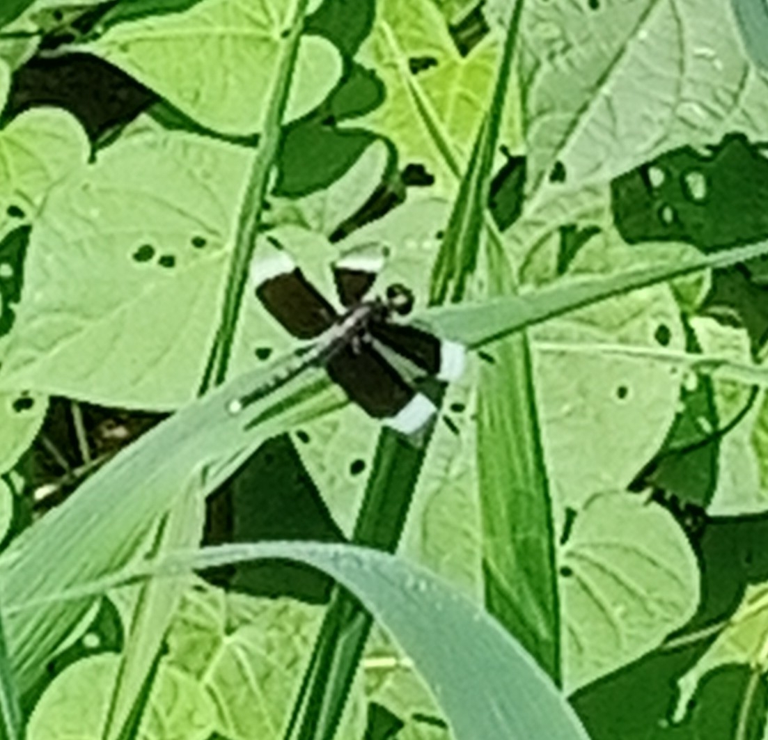 Pied Paddy Skimmer