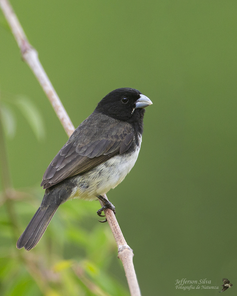 Yellow-Bellied Seedeater