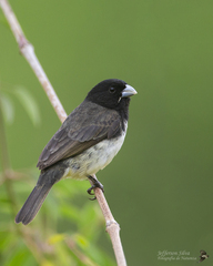Yellow-Bellied Seedeater photo 1