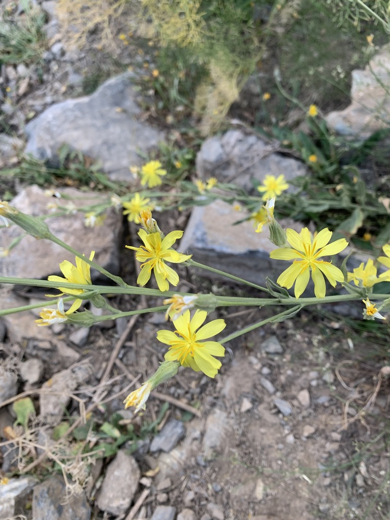 Gelasia latifolia