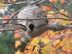 Dolichovespula maculata