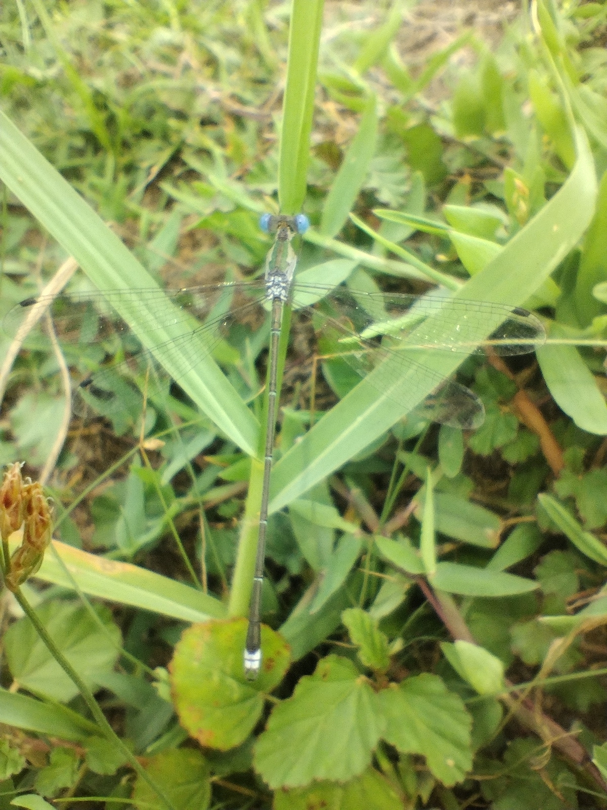 Emerald Spreadwing