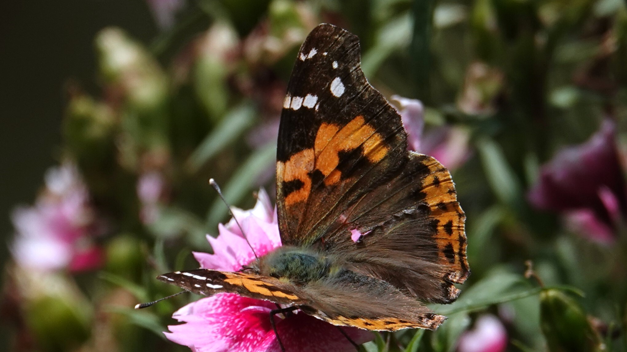 Indian Red Admiral