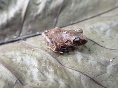 Pristimantis urichi