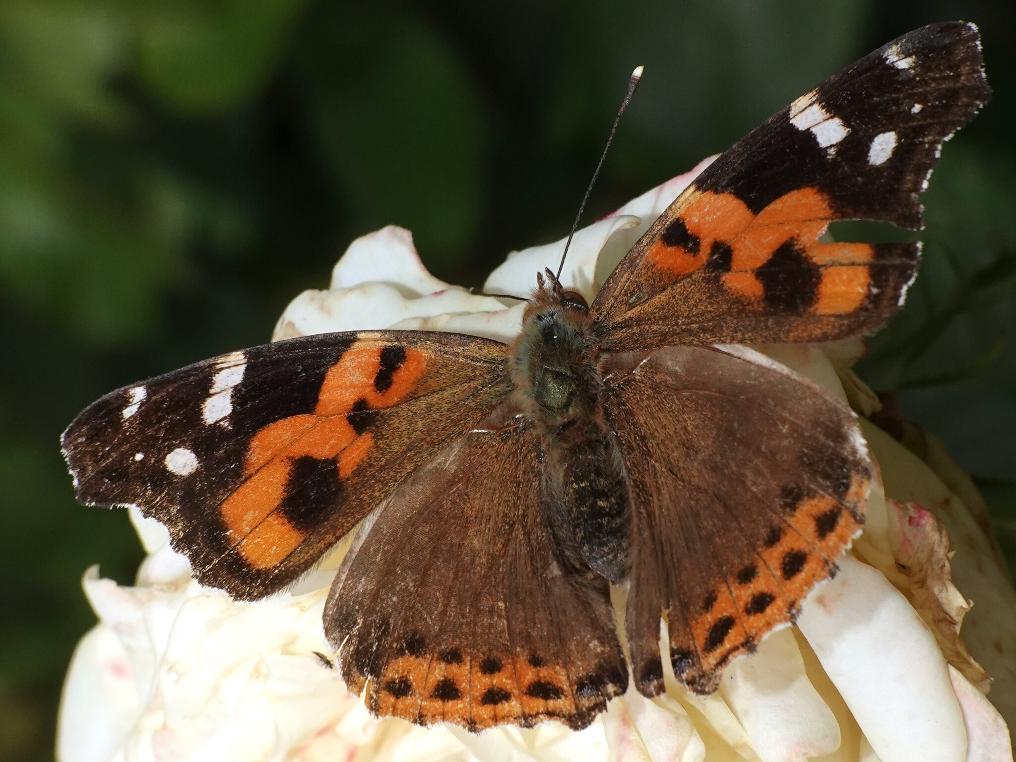 Indian Red Admiral