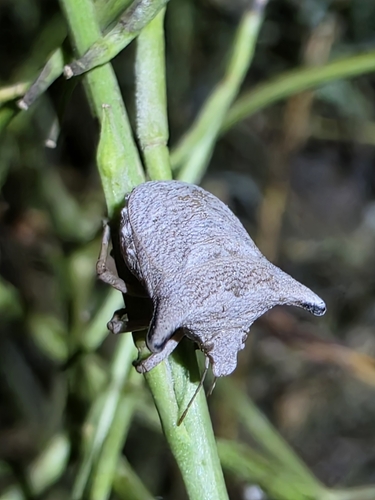 Ventocoris falcatus