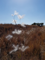 Andropogon eucomus