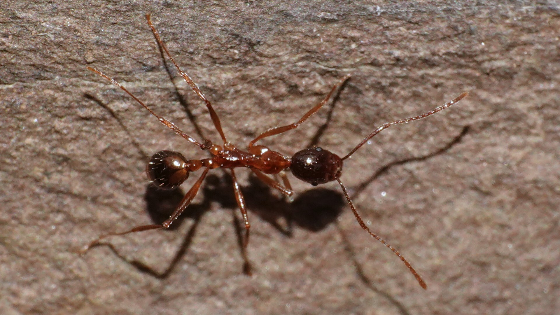 Aphaenogaster rothneyi