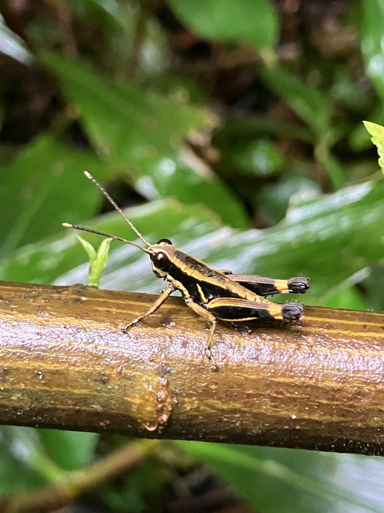 Traulia elegans