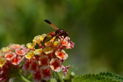 Rhynchium oculatum