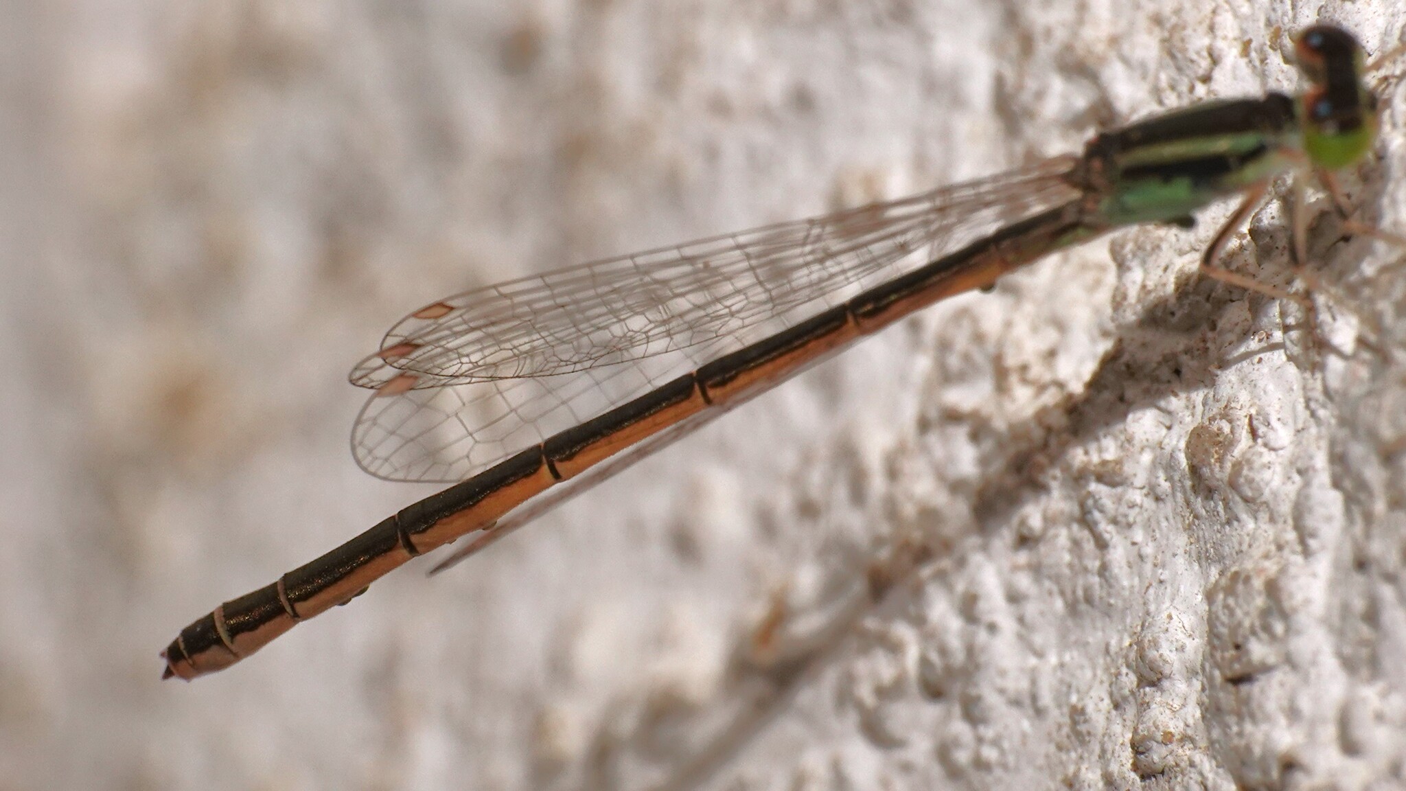 Golden Bluetail