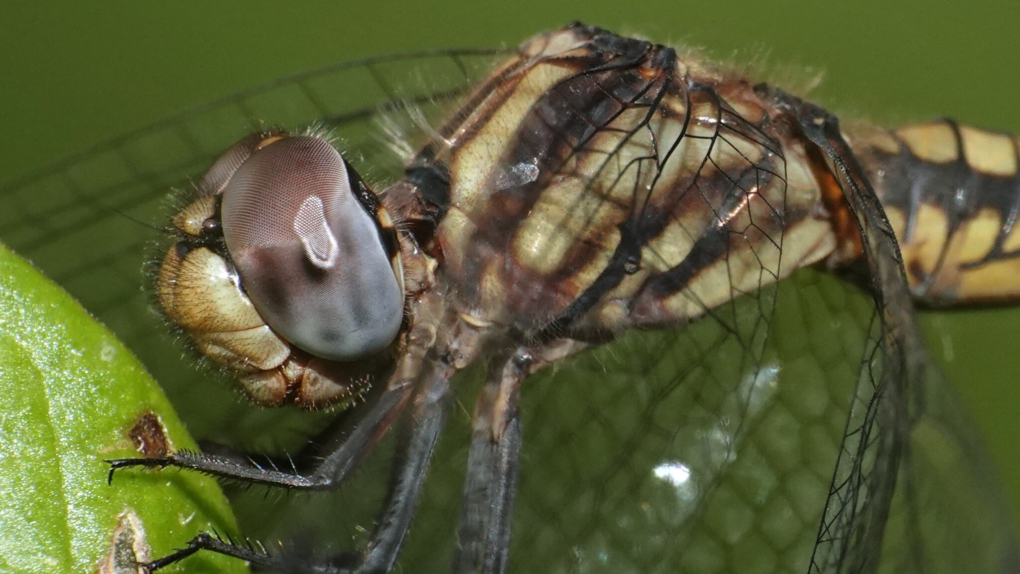 Black Stream Glider