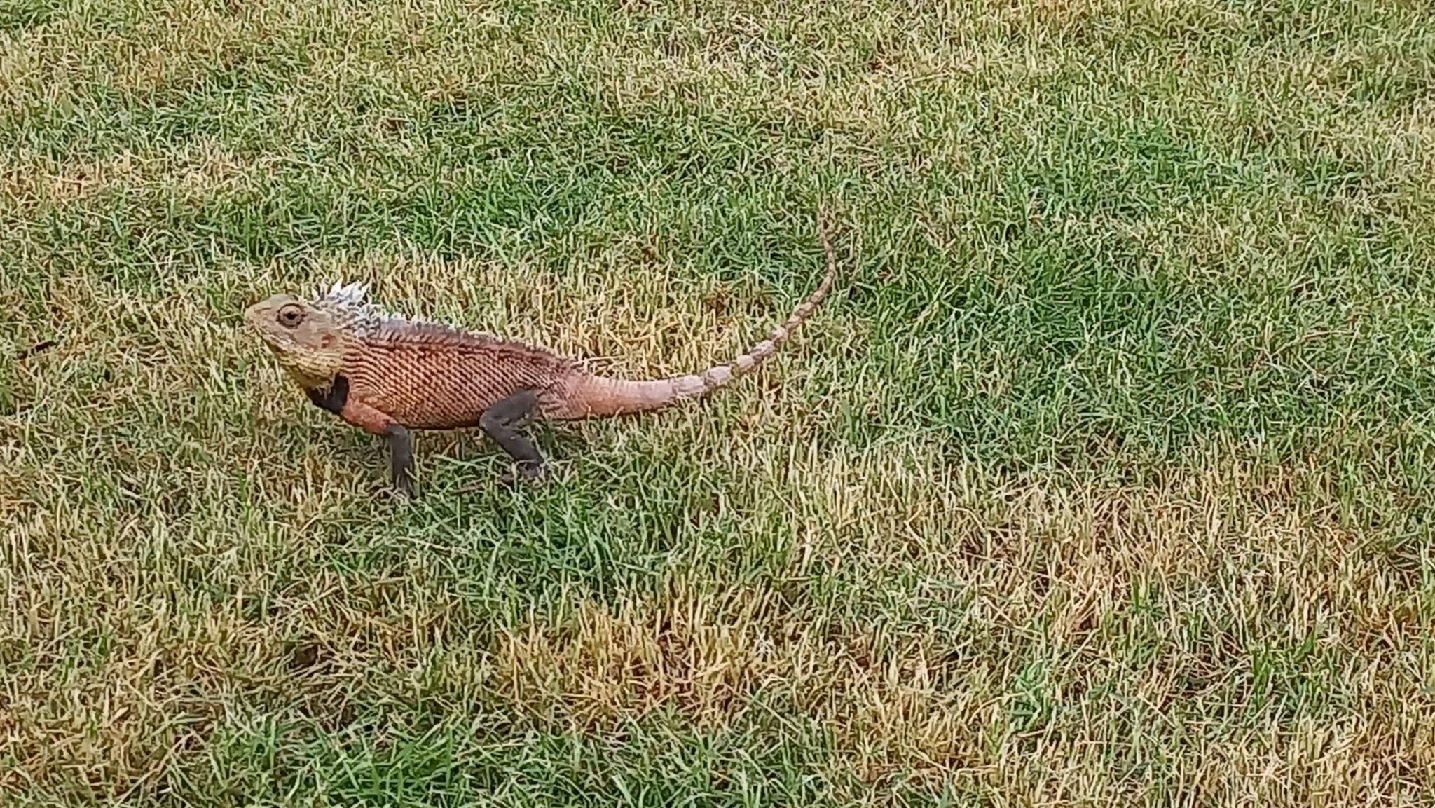 Oriental Garden Lizard
