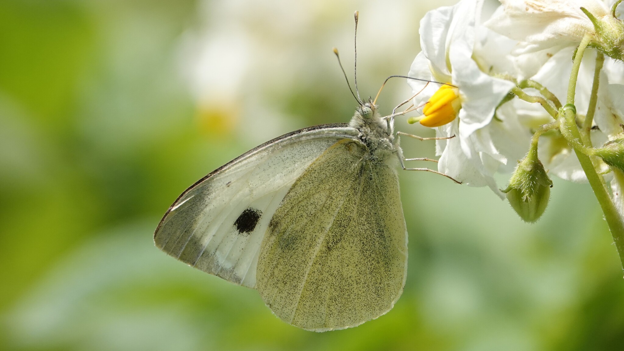 Large Cabbage White