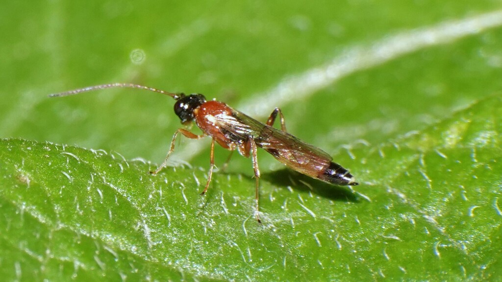 Gagini Insect Phaeogenini from Dudhli, Himachal Pradesh 171003, India on May 6, 2025 ...