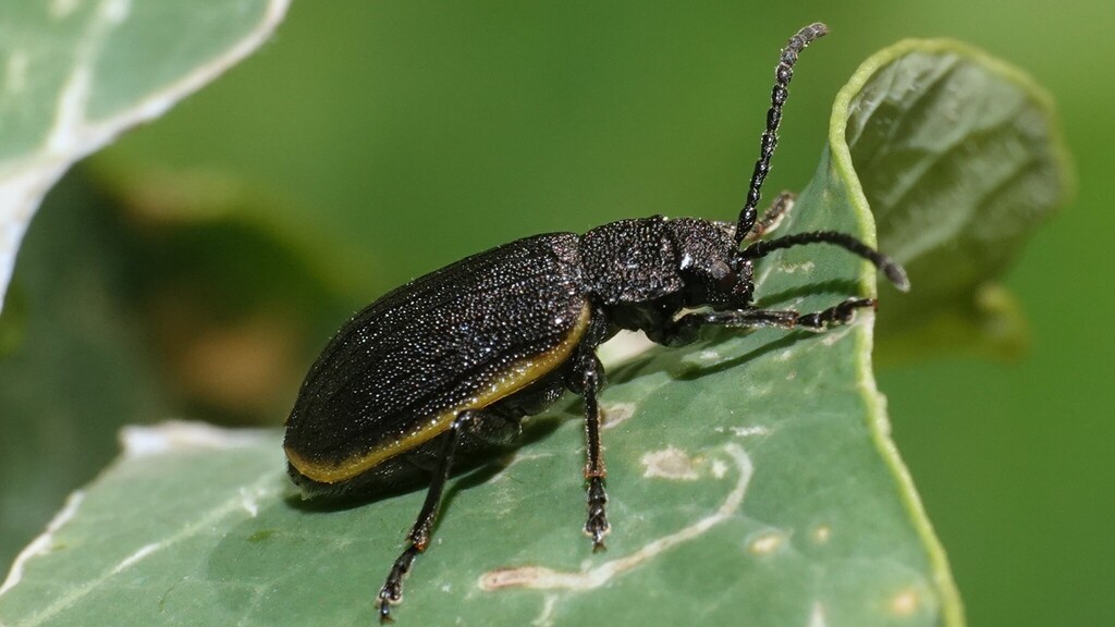 Galeruca indica