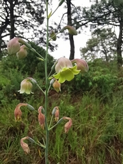 Prochnyanthes mexicana