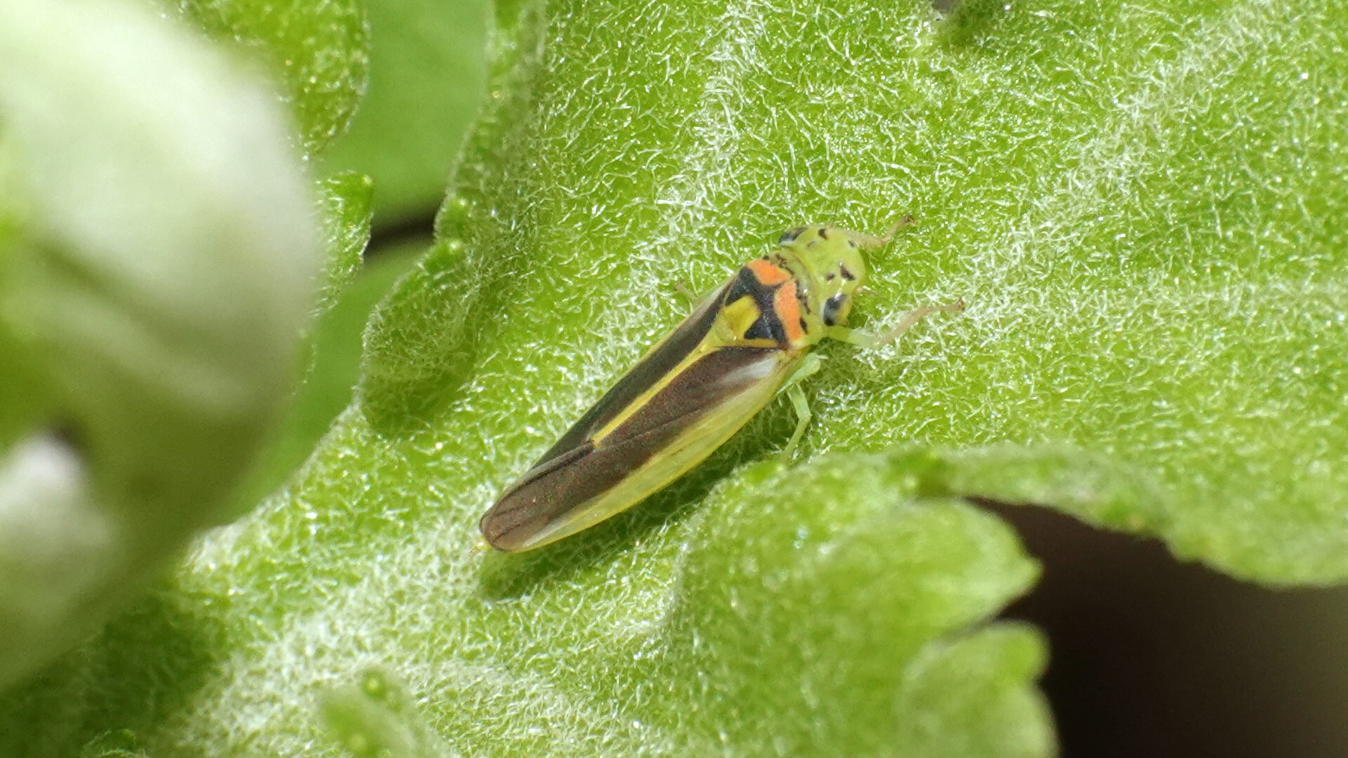 Kolla paulula | Insect Vectors of Plant Disease