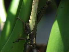 Coryacris angustipennis