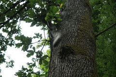 Thaumetopoea processionea