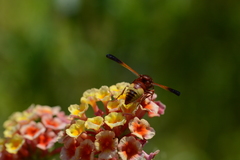 Rhynchium oculatum