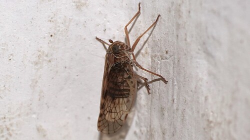 Adolenda typica · iNaturalist