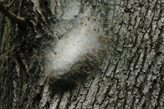 Thaumetopoea processionea