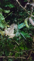 Rana