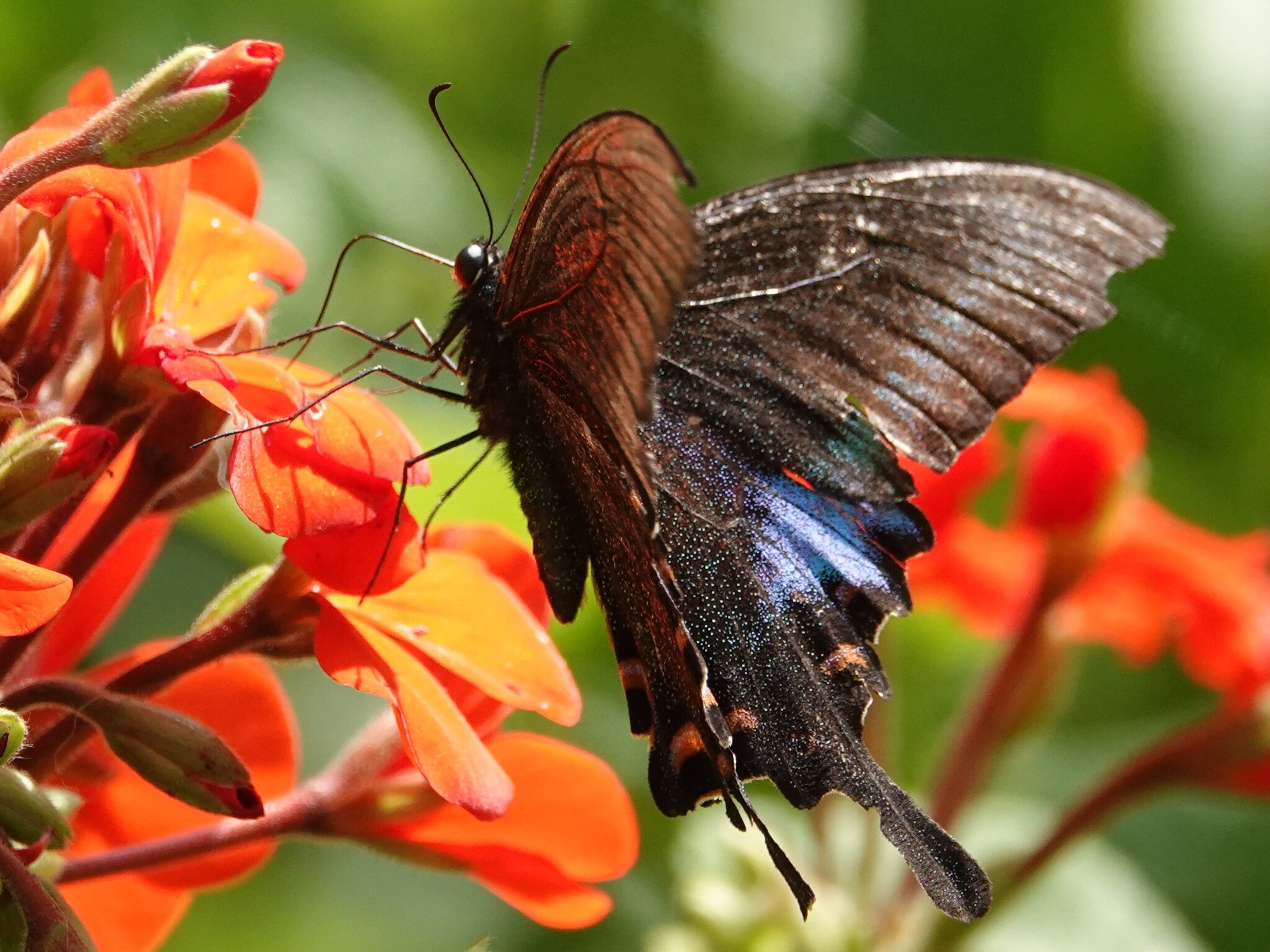 Common Peacock