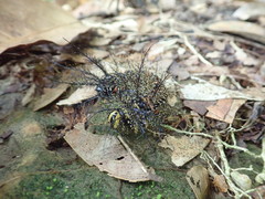 Pseudautomeris salmonea