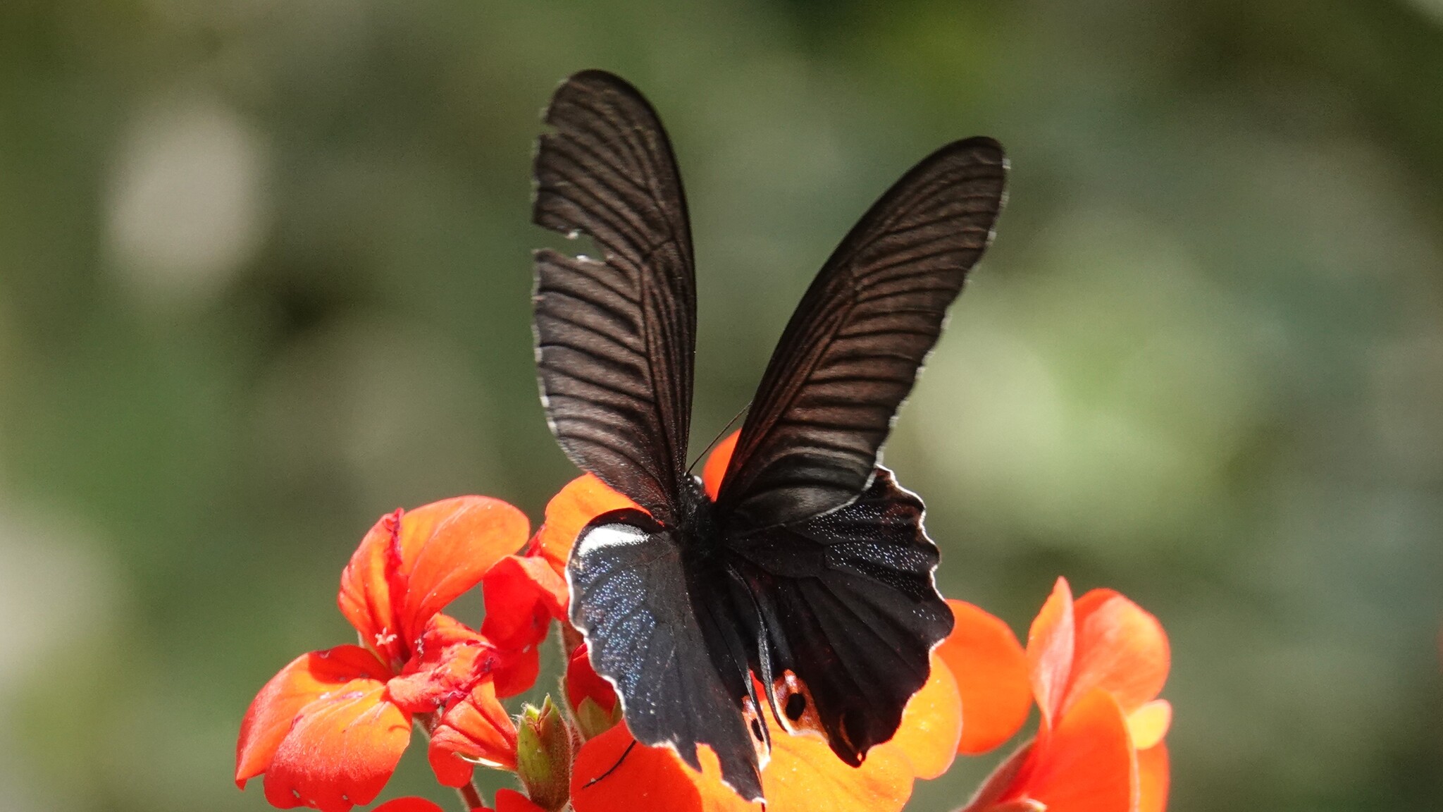 Spangled Mormon