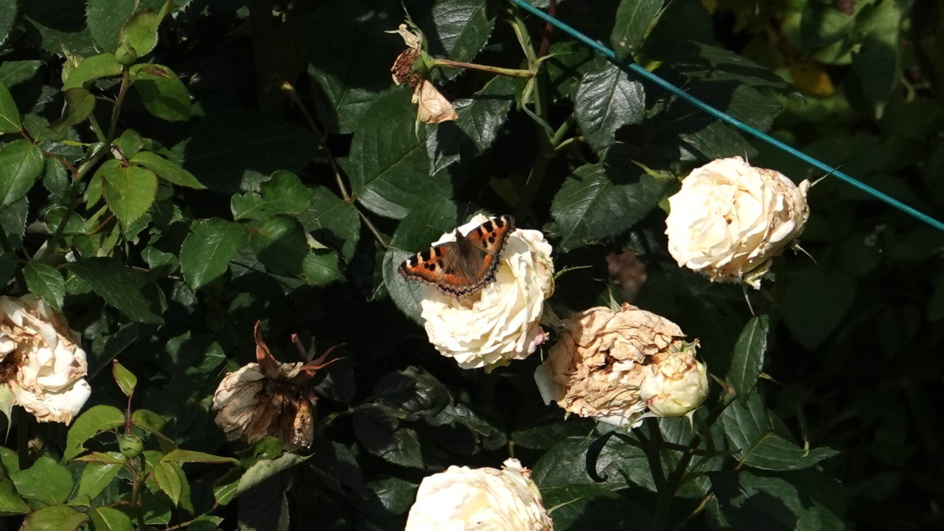 Indian Tortoiseshell