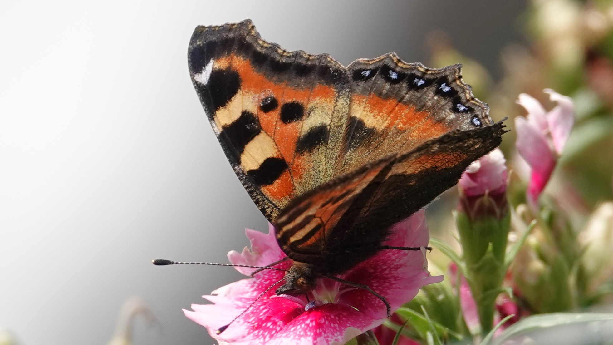Indian Tortoiseshell
