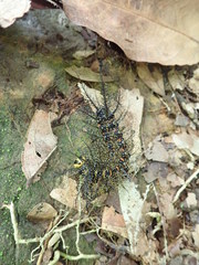 Pseudautomeris salmonea