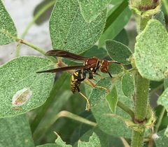 Polistes myersi