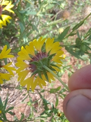 Gaillardia aestivalis