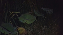 Nelumbo nucifera