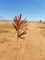 Eragrostis patens
