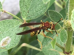 Polistes myersi