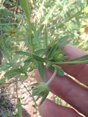 Gaillardia aestivalis